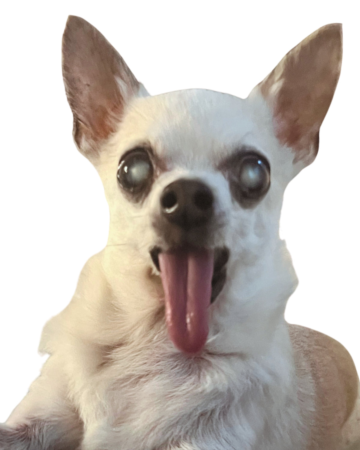 Jack