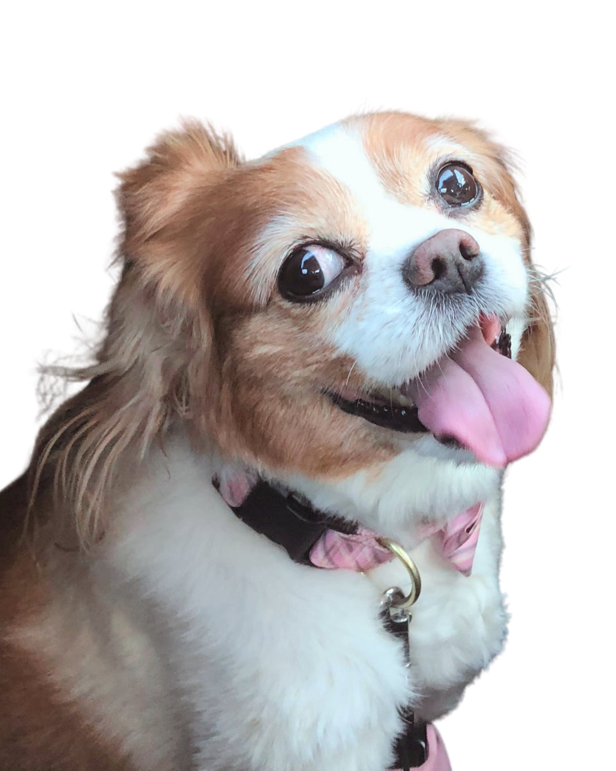 Molly